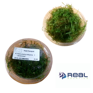 Java Moss