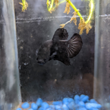 Male Betta Siamese Fighter Fish (#1)