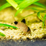 Panda Cory Corydoras