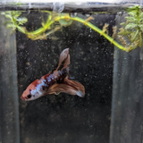 Male Betta Siamese Fighter Fish (#3)