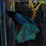 Male Betta Siamese Fighter Fish (#20)