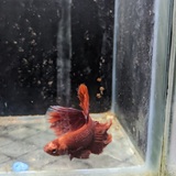 Male Betta Siamese Fighter Fish (#4)