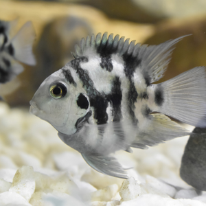 Black & White Parrot Cichlid