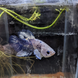 Male Betta Siamese Fighter Fish (#15)