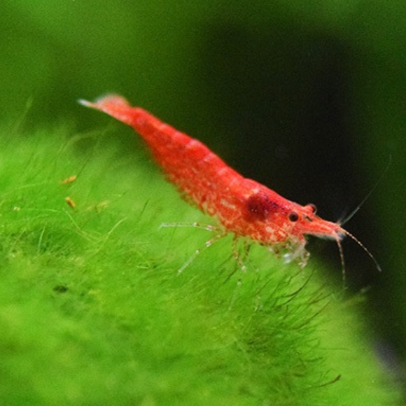 Red Cherry Shrimp