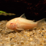 albino cory