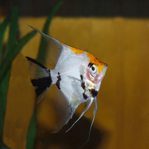 Tri Colour Koi Angel Fish Angelfish