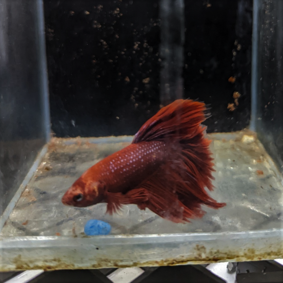 Male Betta Siamese Fighter Fish (#4)