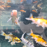 Metallic Hikari Koi Carp Assorted 2-3"