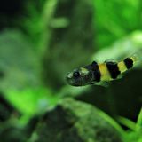 Bumblebee goby 3