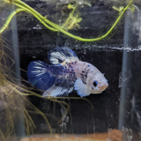 Male Betta Siamese Fighter Fish (#15)