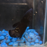 Male Betta Siamese Fighter Fish (#1)