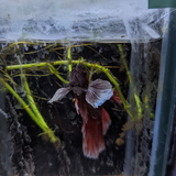 Male Betta Siamese Fighter Fish (#16)