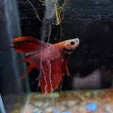 Male Betta Siamese Fighter Fish (#17)