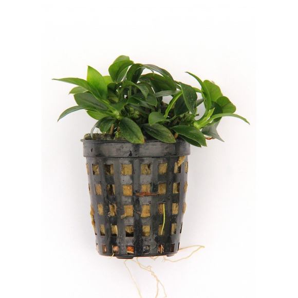 Anubias Bonsai Live Plant Potted