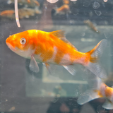 Metallic Hikari Koi Carp Assorted 2-3"