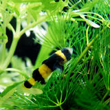 Bumblebee goby 2