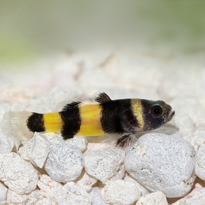 Bumblebee goby 1