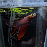 Male Betta Siamese Fighter Fish (#17)