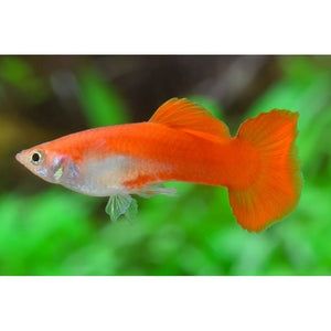 Blonde Red Male Guppy