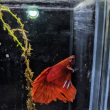 Male Betta Siamese Fighter Fish (#22)