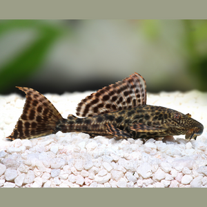 Trinidad Pleco Hypostomus Plecostomus 2-3"