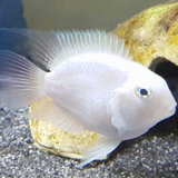 White Parrot Cichlid 2-3"