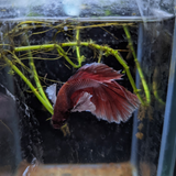 Male Betta Siamese Fighter Fish (#16)