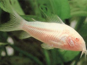 albino corry