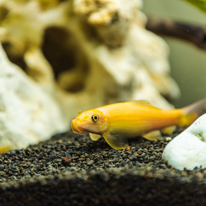 Chinese Algae Eater Golden Sucking Loach