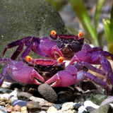 Purple Vampire Crab