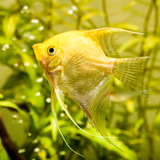 Golden Angel Fish Angelfish