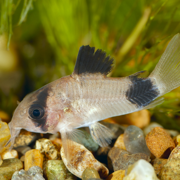 Panda Cory Corydoras