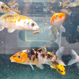 Metallic Hikari Koi Carp Assorted 2-3"