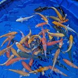 Metallic Hikari Koi Carp Assorted 4-5"