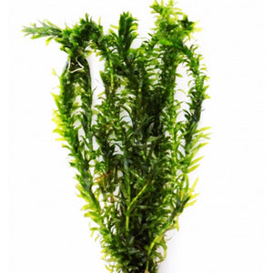 Elodea Densa Live Oxygenating Plant Bunch - choice of bundles