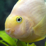 White Parrot Cichlid 2-3"