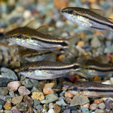 Dwarf Pygmy Corydoras